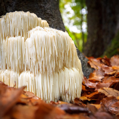 Lions Mane Mushroom Mycelium